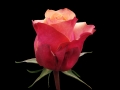 cherry brandy1